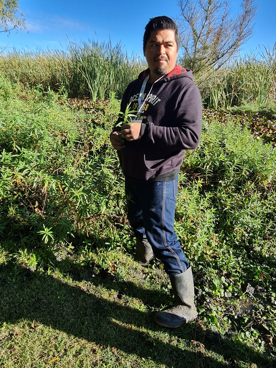 El Biológo Humberto, del Orquidiario y Jardín Botánico de Comitán, mostrándonos un nuevo registro para Chiapas encontrado ahí: ludwigia grandiflora. Una maravilla el lugar.