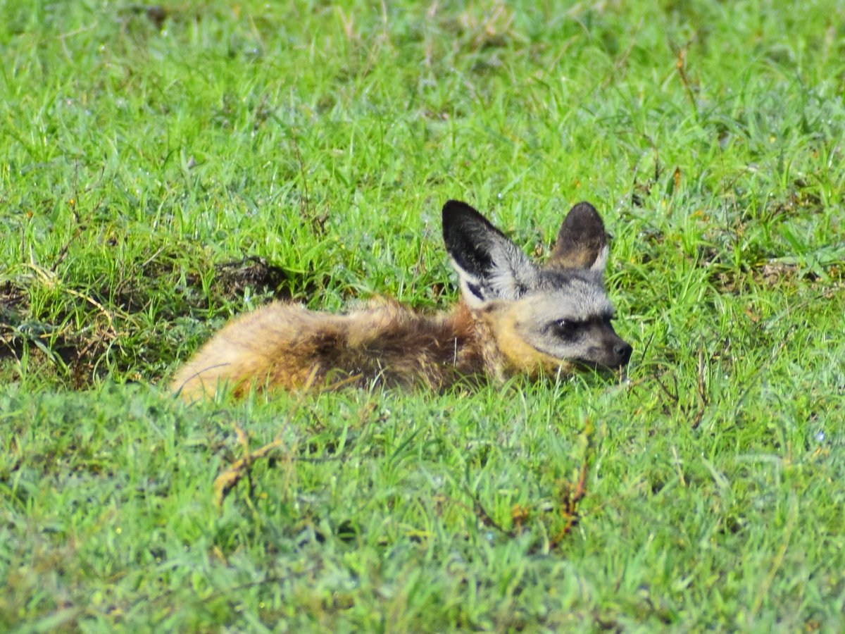CameraSafarisKE's tweet photo. A Bat-eared Fox๐ท
As the name suggests, these foxes have extremely large ears in proportion to their small head, like bats. These foxes have an incredible sense of hearing โ their large ears can hear beetle larvae hatching from dung balls!!
#batearedfoxes #wildlife https://t.co/eSzxMYnoIA