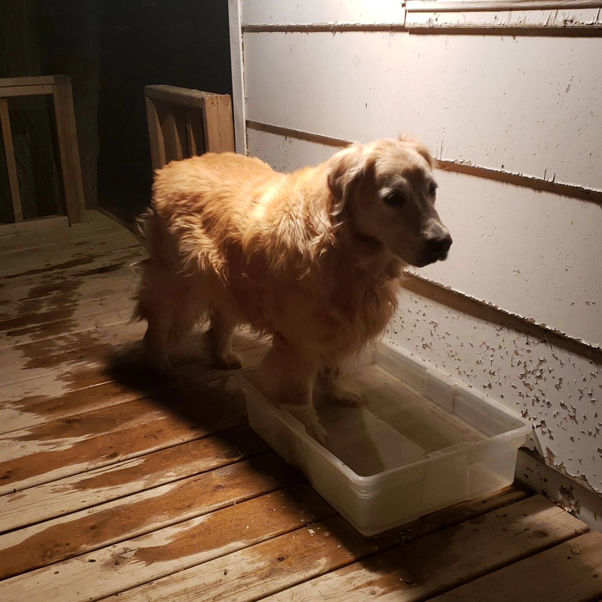 Reis Van Dam RVD tweet media