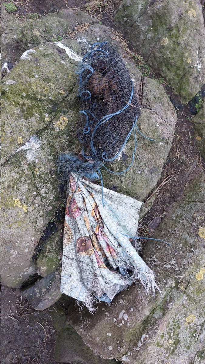 Seal rescue on the May today. @Cramondbirder found a weener with this tight around its neck. After a bit of wrestling it was removed and wound shallow and clean so should be ok. Too much #marinelitter