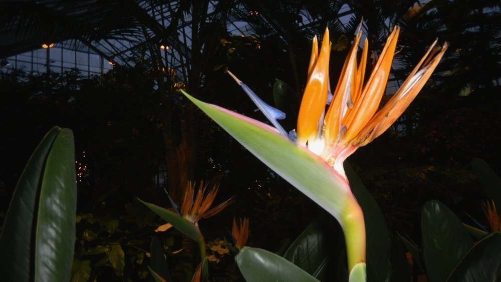 friendsTBcon's tweet photo. Wednesday to Sunday take a quiet evening stroll through a tropical paradise in #ThunderBay's Centennial Botanical Conservatory.
Open for extended evening hours:
Wed - Fri 10am-8pm
Sat & Sun 12-8pm
Mon & Tue 10am-4pm
#TBaycation #TBay #staycation #Tropical #Evening https://t.co/37XG3PDhh8