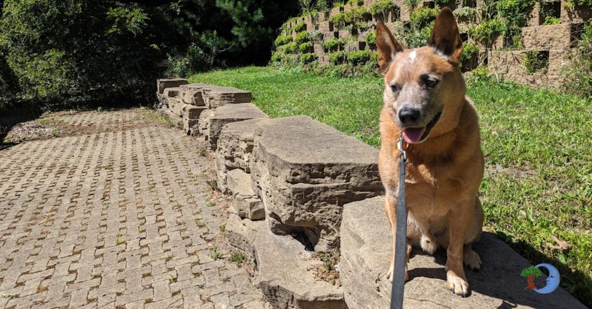 BMRonDCL's tweet photo. Did you know that our cabins are not only cozy but also pet-friendly? Bring your furry friend along for an unforgettable adventure! Tag a friend who needs a pet-friendly getaway! https://t.co/ReGbzBLkJN

#PetFriendlyCabins #BlueMoonRising #NatureEscape #DeepCreekStatePark https://t.co/uD4KEmfGAQ