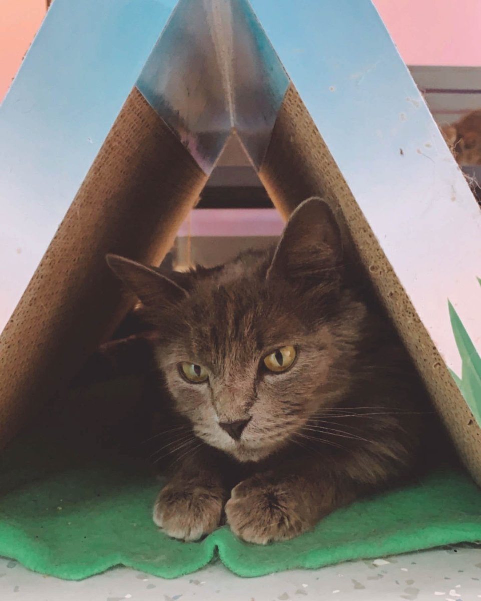 Whether you're a pet lover seeking a new furry friend or a dedicated animal parent looking for a luxurious cattery experience, our center has got you covered. Visit our website for more information about our services.

#Cattery #ChinoHillsCA bit.ly/3RmH4gn