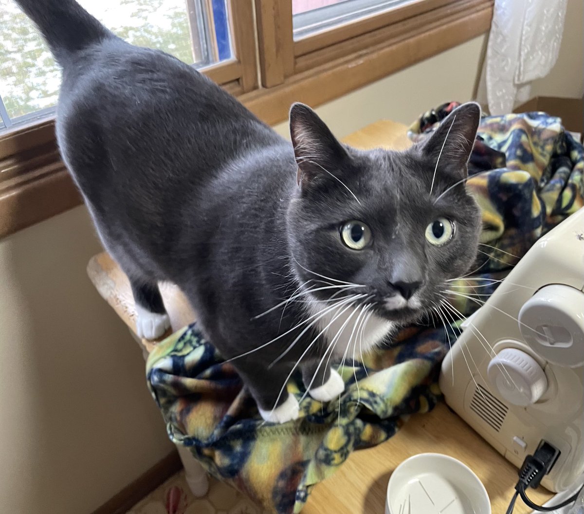 runswstilettos's tweet photo. In addition to art assistance, Thomas also likes to help with sewing!! #snowday #catshelping #cat #cats #tuxedocats #catmischief #rescuekitty #sheltercat #chutzpa #pets ⁦@LindseySlaterTV⁩ ⁦@Mark_Baden⁩ https://t.co/91jZT8cIHv