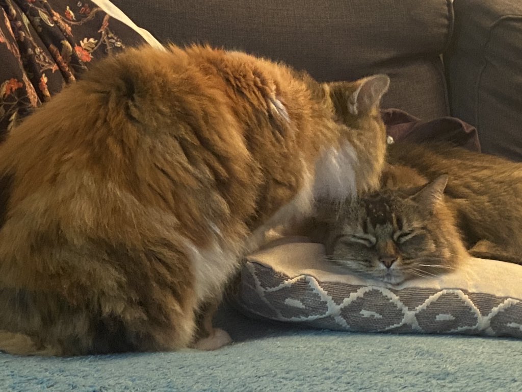turlybagle's tweet photo. Never too old for mom to give you a wash https://t.co/piGv67rzZl