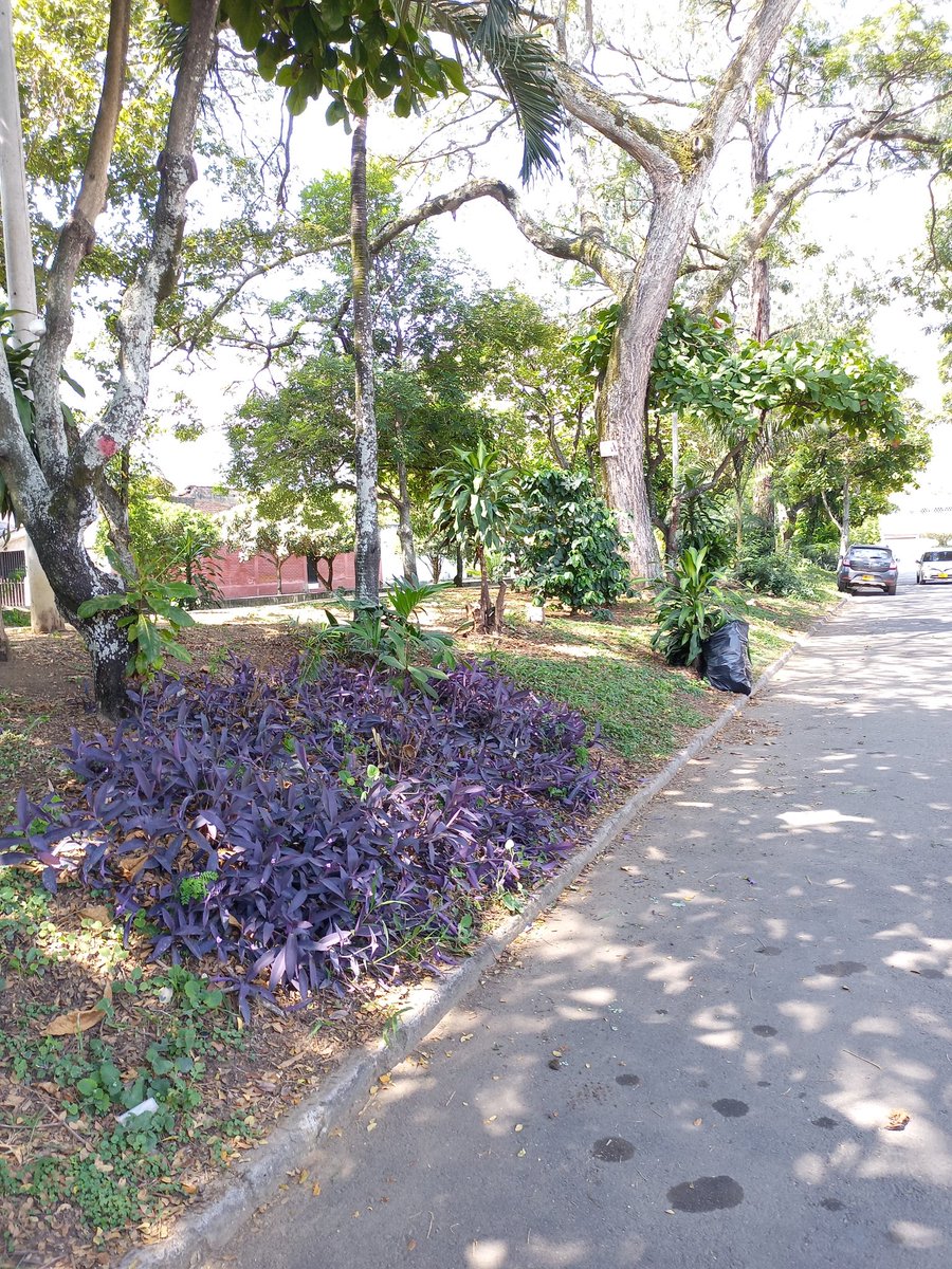 En la Calle 45 entre Av. 2N y 2E, el día de ayer estuvimos junto a varios vecinos recuperando el sendero peatonal. Barrimos y limpiamos además los postes de publicidad e instalamos señalética educativa. Gracias a los vecinos por su compromiso 💚 #VolvamosAMiCaliBella
<a href="/ALEXCAMINA/">Alex Camacho Erazo</a>