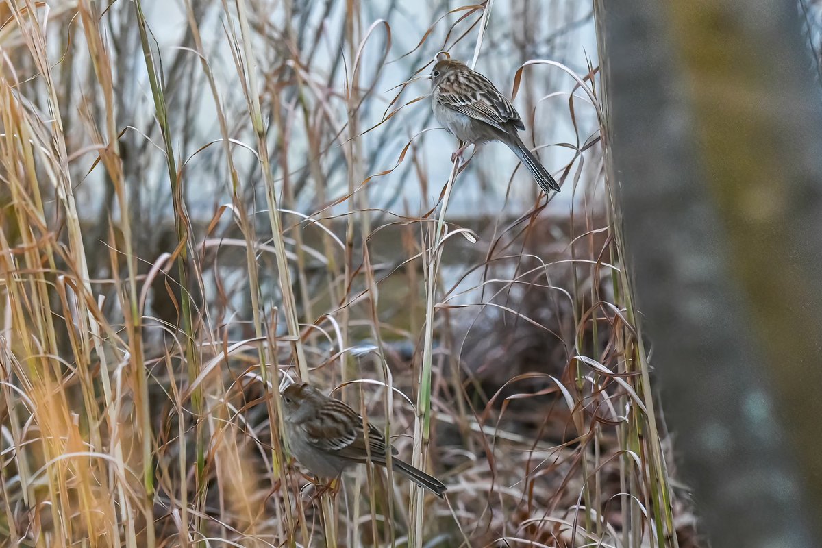 gigi_nyc's tweet photo. Glad these birds are still finding something to eat in the park! #fieldsparrow #HRPK https://t.co/kjHou2zZEk
