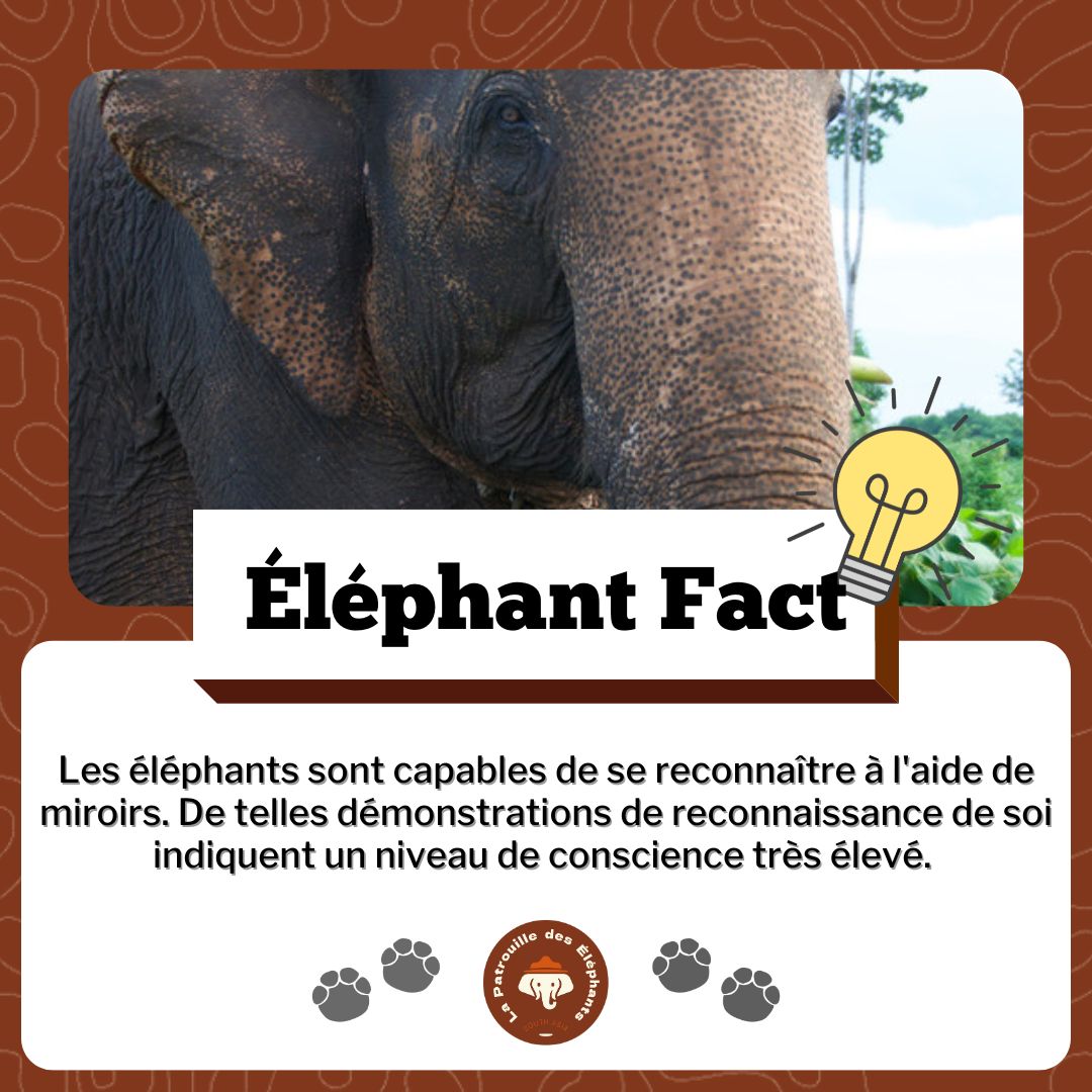 Patdeselephants's tweet photo. Le saviez vous ? 💡

Les éléphants sont capables de se reconnaître à l'aide de miroir. 

ℹ️ La Patrouille des Éléphants est une organisation œuvrant pour la protection des éléphants d'Asie et de leur habitat sauvage.

#elephant #asie #lpde https://t.co/vaX43T7PpF
