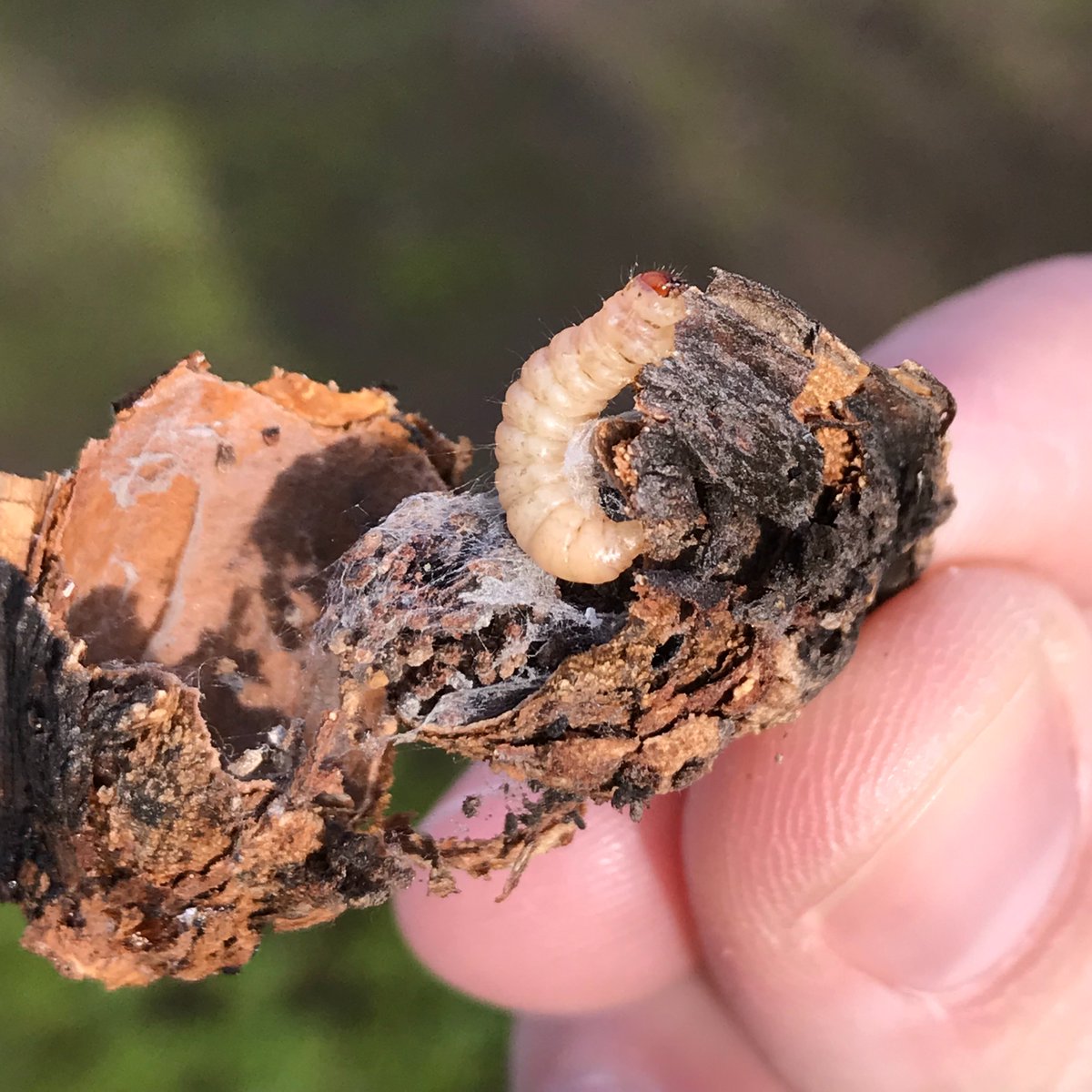 Luke Milliron tweet media