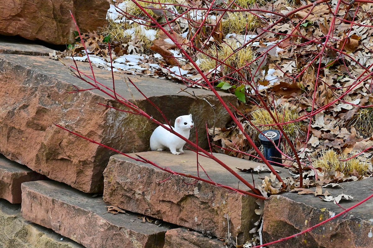 A friendly little ermine taking a stroll in the Garden. @OKWildlifeDept can we please bring him inside...?