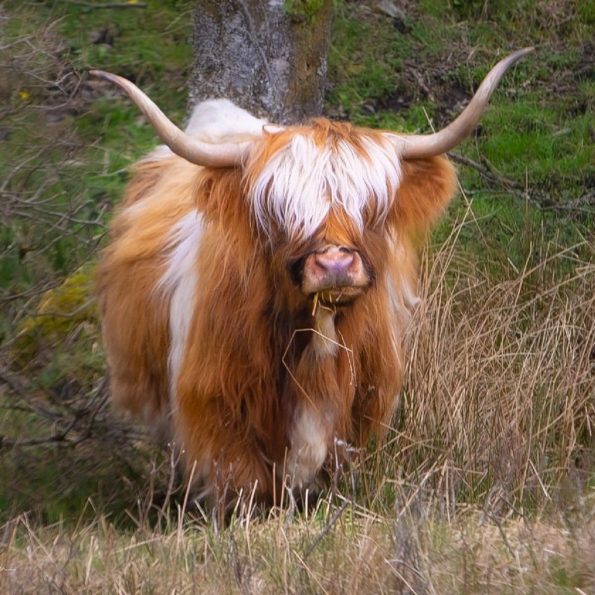 VisitScotland's tweet photo. New year, new hair dooo 🐮 When you try out a new look for January and are now questioning your decision! 😜💇‍♀️ #Coosday

📍 near Crianlarich, @lomondtrossachs 📷 IG/thekiltedphoto https://t.co/dD7JFGEf3Y