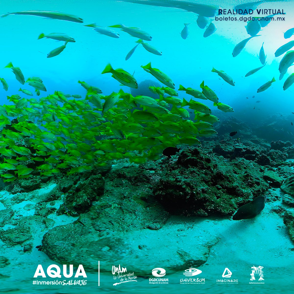 ¡Vive una experiencia inolvidable! 😎👏💙

En un ambiente inmersivo admirarás ecosistemas acuáticos a través de la realidad virtual. ¡En esta experiencia podrás explorar las riquezas de la vida marina!👇
bit.ly/3TZqtOT

#InmersiónSalvaje #ViveTuMuseo