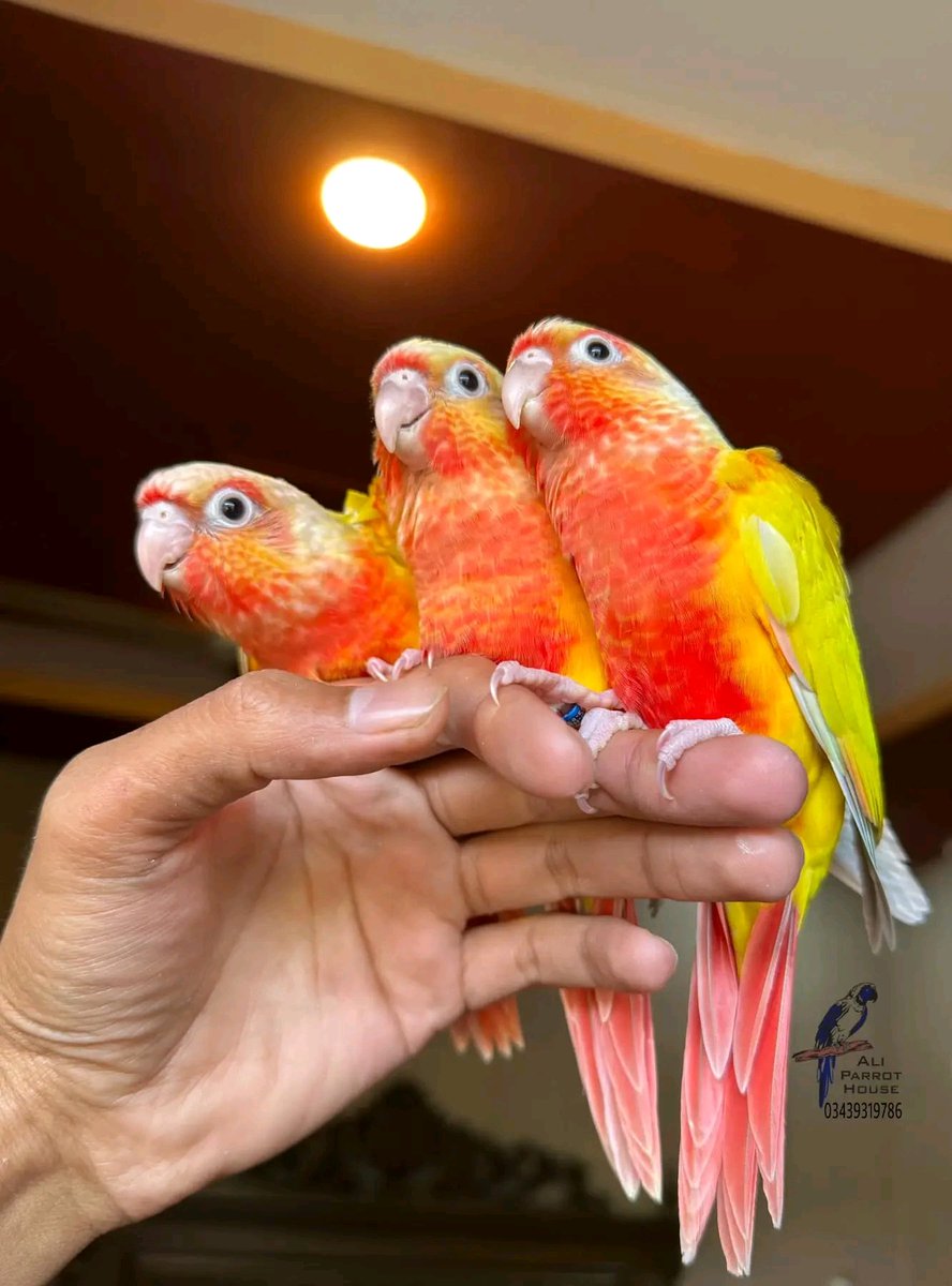 Parrot's 🦜 farm Base hand reared tamed joshparrots Twitter Profile
