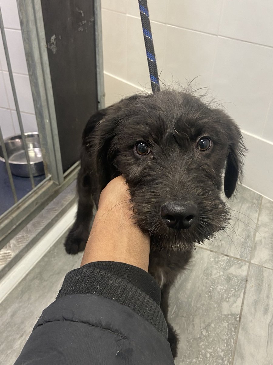 Please retweet to HELP FIND THE OWNER OR A RESCUE SPACE FOR THIS STRAY DOG FOUND #HINDHEAD #WAVERLEY #SURREY #UK 
❌This pound will not let the public adopt❌ 
Please share so the right person sees this
Found 8 January, puppy, possibly Giant Schnauzer, no chip. He could be…