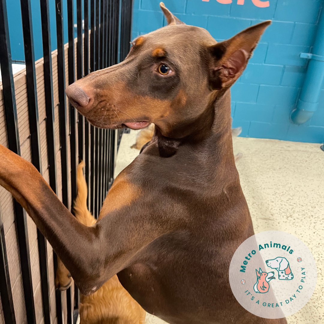metro_plano's tweet photo. We'd like to wish a wiggly and waggy happy birthday to Roobi the Doberman! Roobi, we feel so lucky we get to spend time with you today 🎂 🎉 LET'S PARTY!
#metroanimals #plano #tx #doggydaycare #dogboarding #doggrooming #dogtaxi #doberman #happybirthday #letshaveaparty https://t.co/hSvceJZ2fl