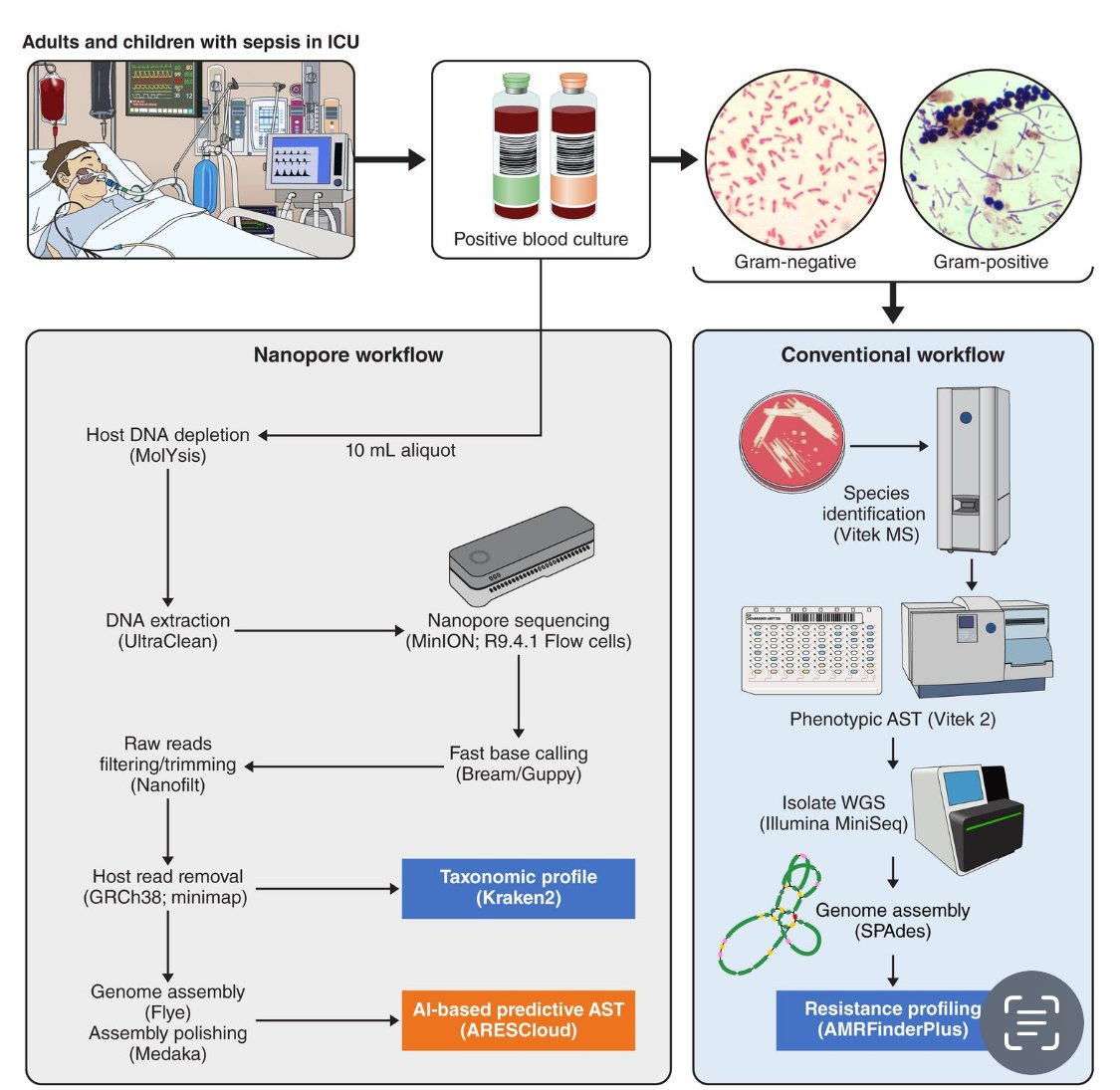 Rapid nanopore sequencing and predictive susceptibility testing of positive blood cultures from intensive care patients with sepsis | Microbiology Spectrum journals.asm.org/eprint/VHX9G49… <a href="/UQMedicine/">UQ Medicine</a> <a href="/fordebm/">Brian Forde</a> <a href="/jasonroberts_pk/">Jason Roberts</a>