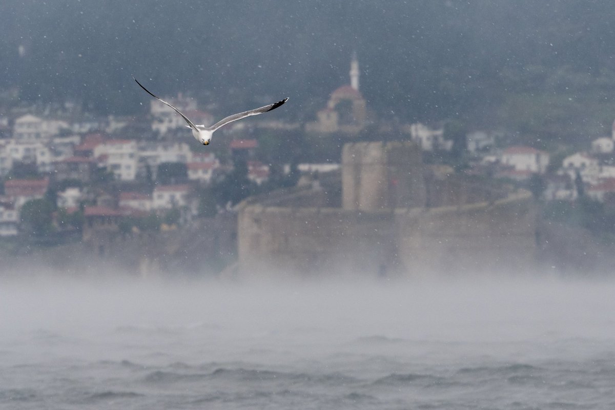 Fırtınanın şiddeti ne olursa olsun, martı sevdiği denizden asla vazgeçmez. Alfred Capus