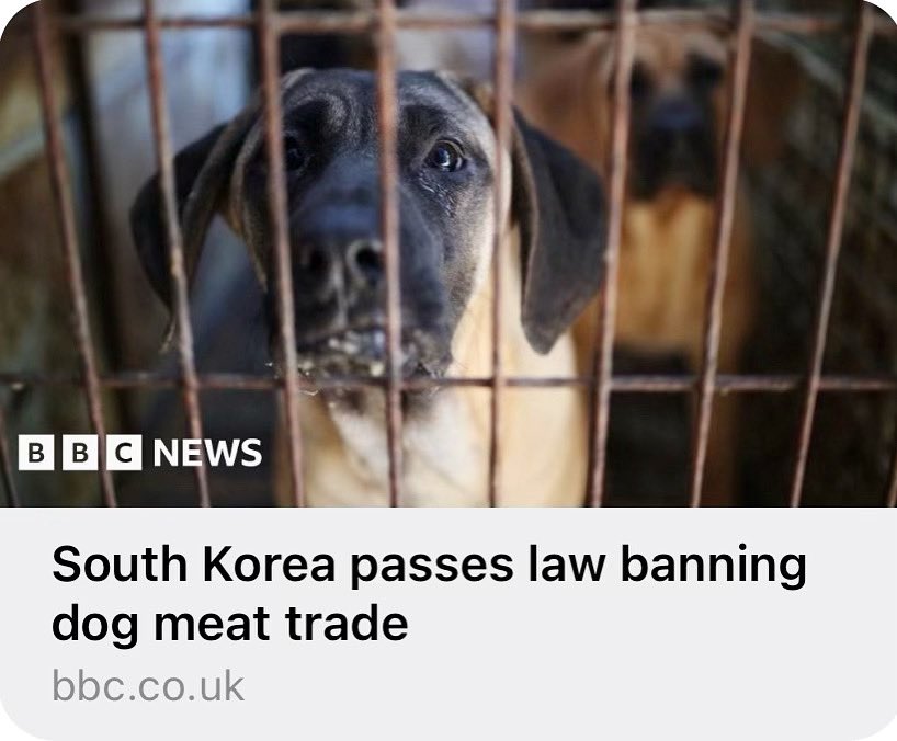 2/3 and despite having major wins and groundbreaking changes in places like Yulin, China, places like South Korea haven’t seen as much progress - until NOW! It is so heartwarming to know that sometimes change isn’t instant but it CAN and WILL happen
