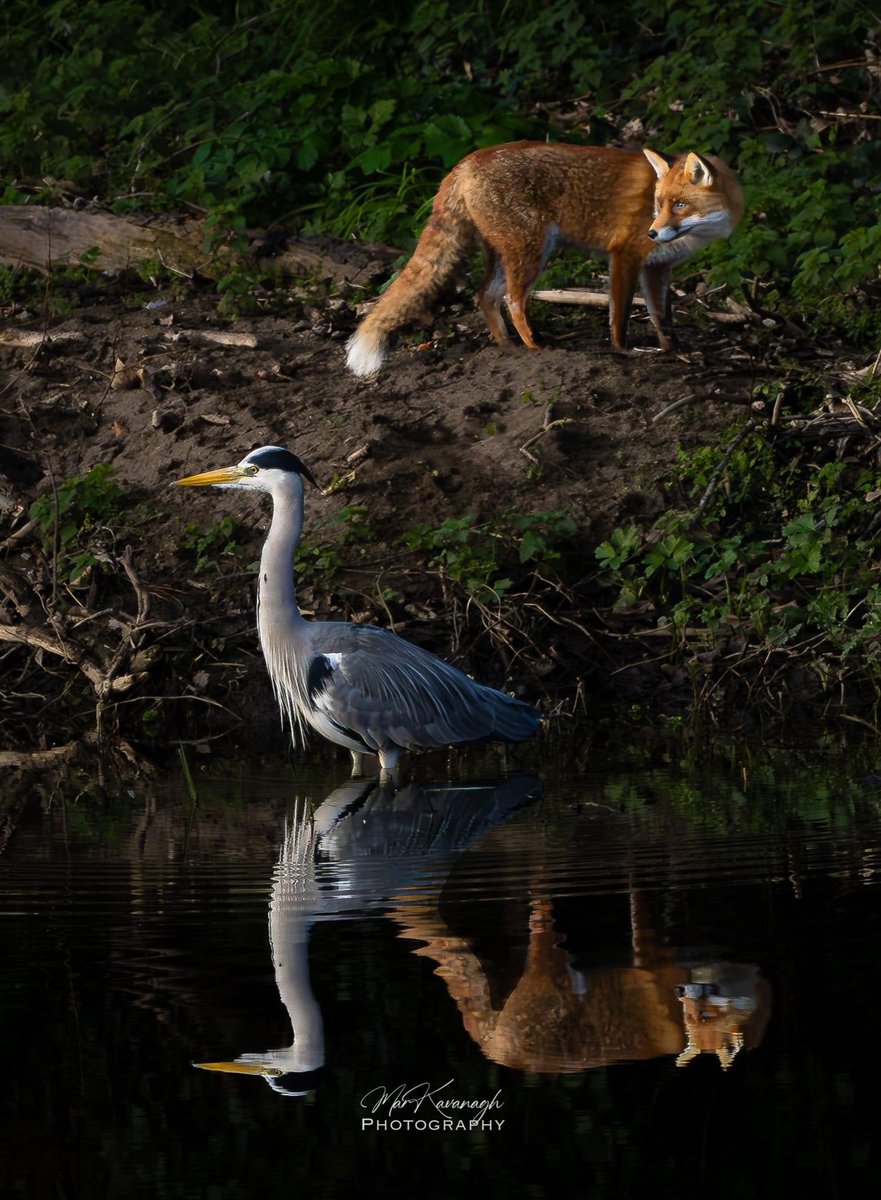 Amazing capture on the Dodder riverbank by Mark Kavanagh #wildlife #FoxNews  #BirdsSeenIn2024 <a href="/ChrisGPackham/">Chris Packham</a> <a href="/Irishwildlife/">Irish Wildlife Trust</a>