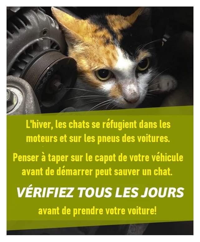 Adea Claude (@adeaclaude) on Twitter photo 