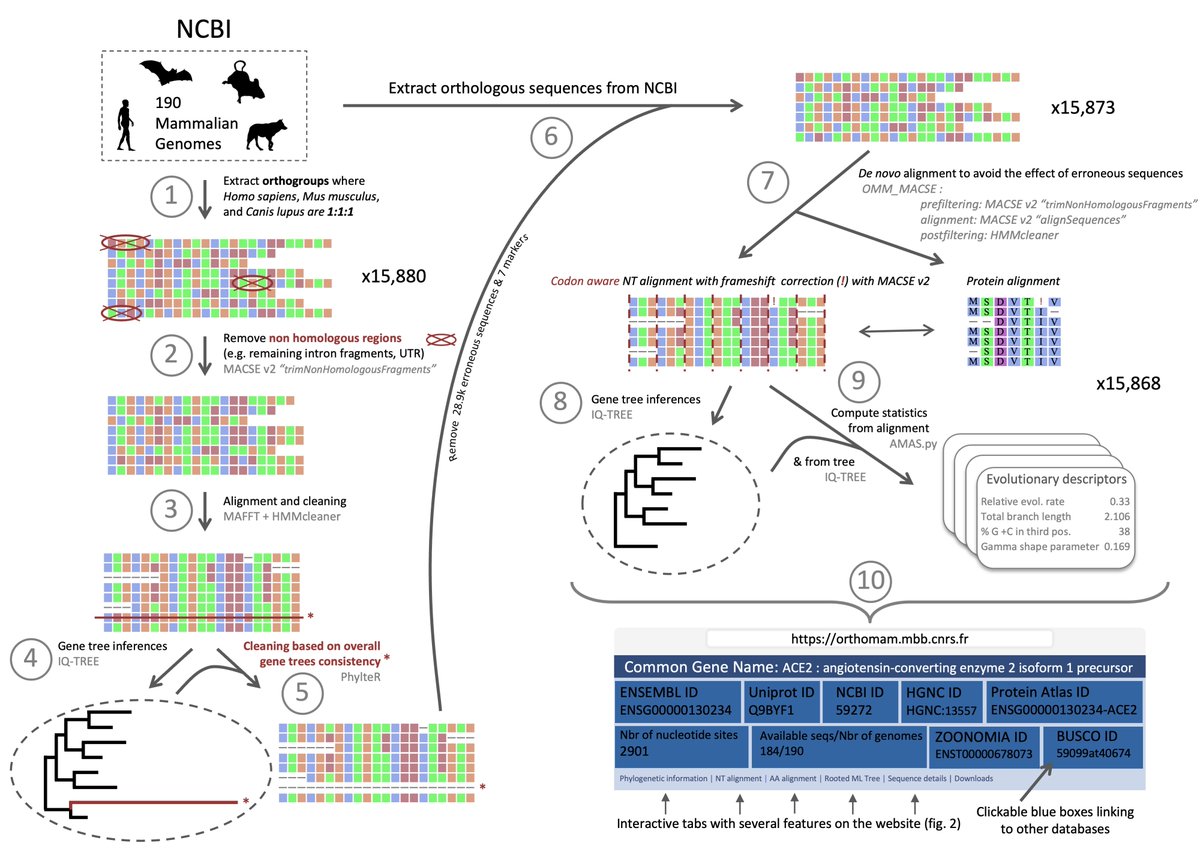 Glad to announce that the last update of OrthoMaM (v12) is now available and published in NAR! It now includes 15,868 high quality alignments of orthologous coding sequences (CDS) for up to 190 mammals! Check out the article for more information: doi.org/10.1093/nar/gk…