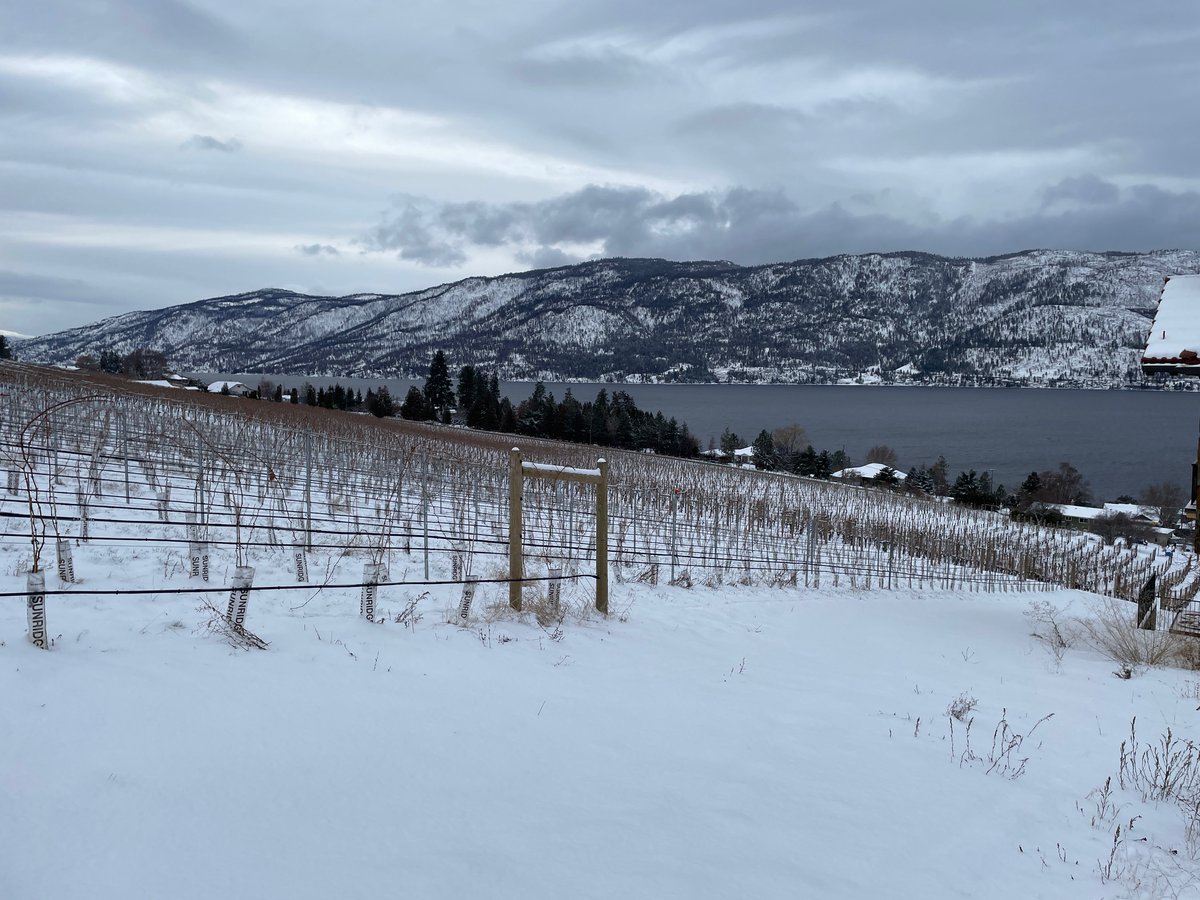 CLOSED TODAY //  Please note our Estate will be closed today due to the snow. We'll be back open regular hours tomorrow, 11am-4pm. See you then!