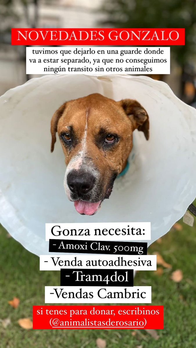 _animalistas's tweet photo. https://t.co/w8jyhpcCQT
