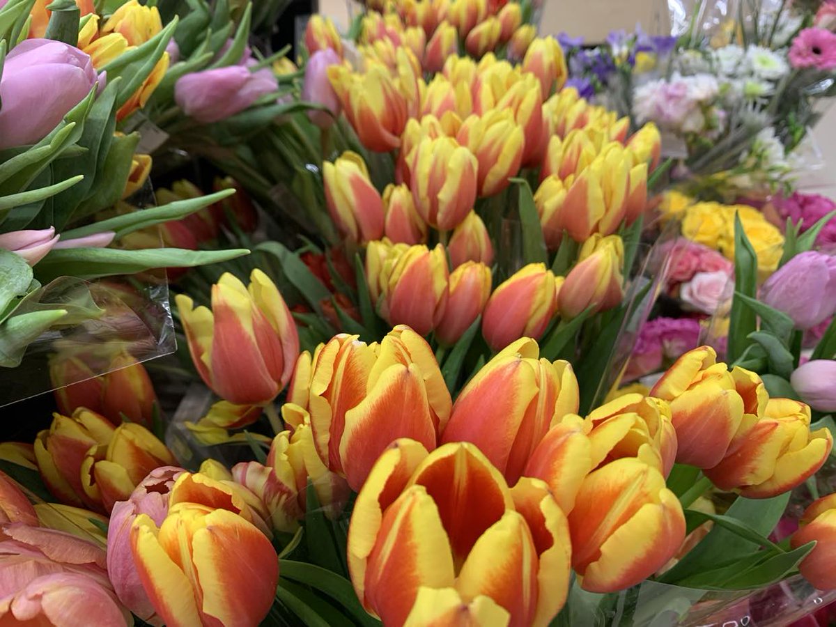 TheFlowerShow's tweet photo. Late run to the flower shop #GardeningX #GardeningTwitter #tullips https://t.co/W8CFk1feUt