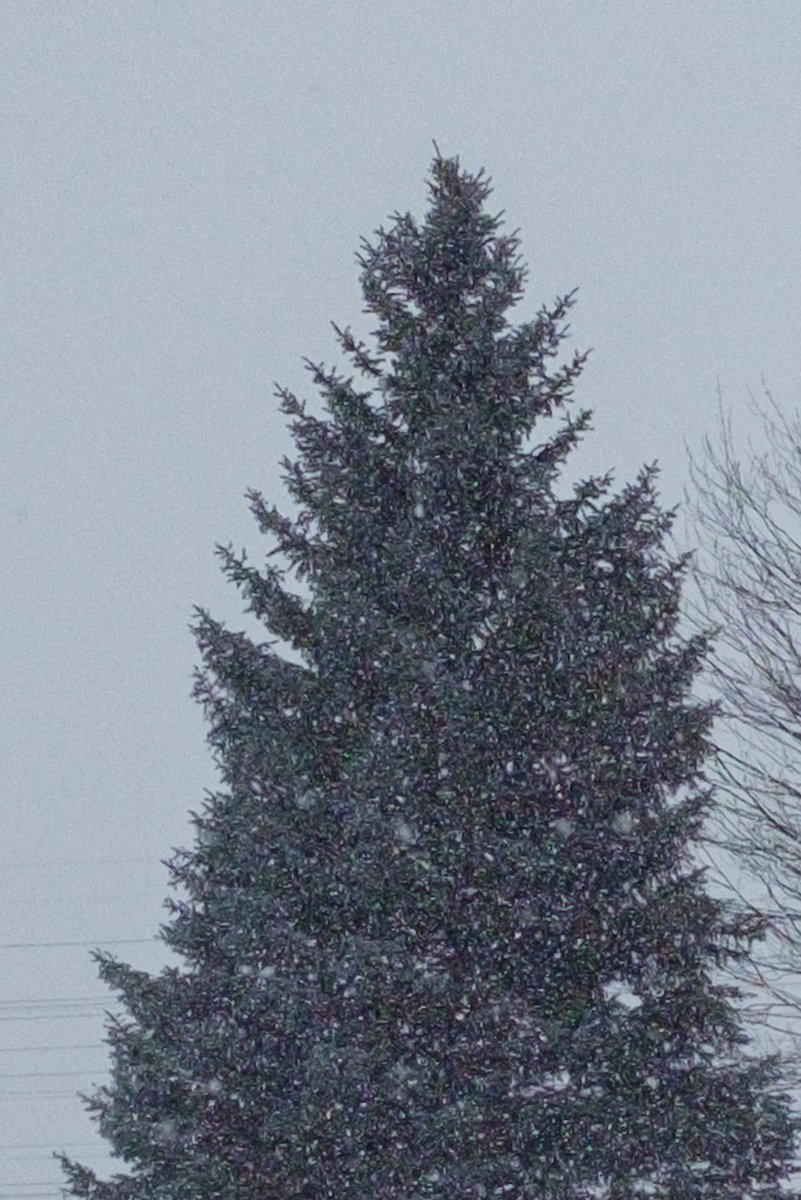 szemingwu's tweet photo. Winter storm #ottawa #apt613 https://t.co/kFTjB5ecxD