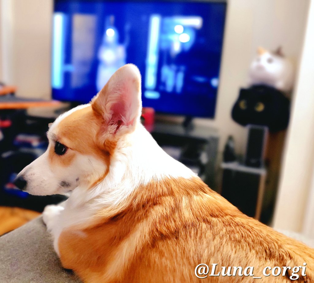 Today's #horror #movie is 'Influencer', a thriller about a social media influencer who meets a mysterious girl on a trip in Thailand.🖥😯

#dog #Corgi #CorgiCrew #HorrorMovies #ThrillerMovie
