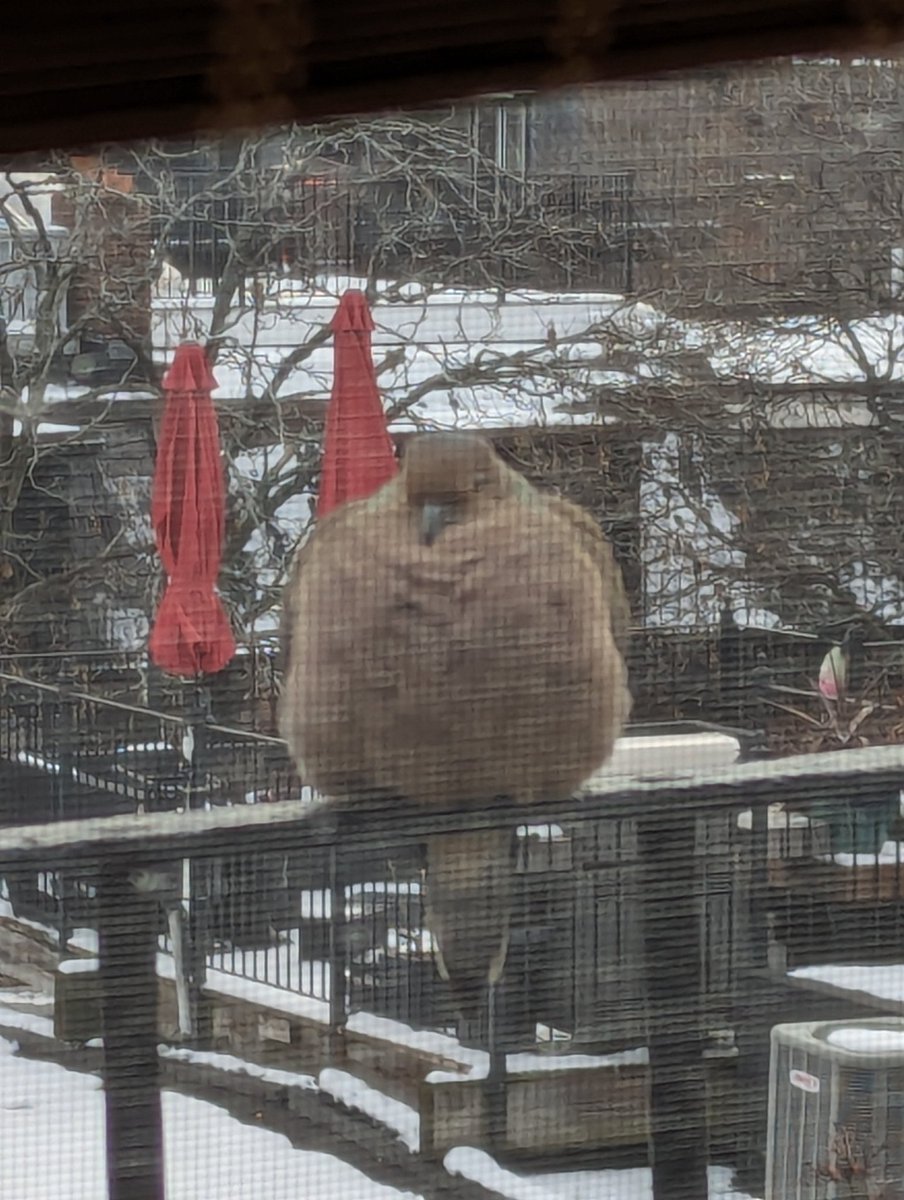 WardDanWard's tweet image. This rascal is keeping me company.