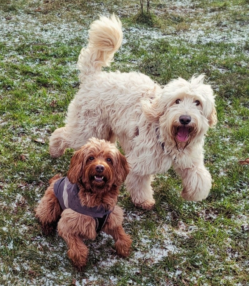 dansdogdaycare's tweet photo. Max & Molly are certainly happy it's #chewsday ๐ถ๐๐งก๐ถ
#chewsdaychums
#dansdogdaycare #friendship #cockerspaniel #cockerpoo #walkies #dogdaycare #dogs #dogswalks #dogphotography
#tuesdayvibes #tuesdaymotivation #tuesday #friends #bordercollie #borderdoodle #doodles #poodlemix https://t.co/Tb7ju8NYMU