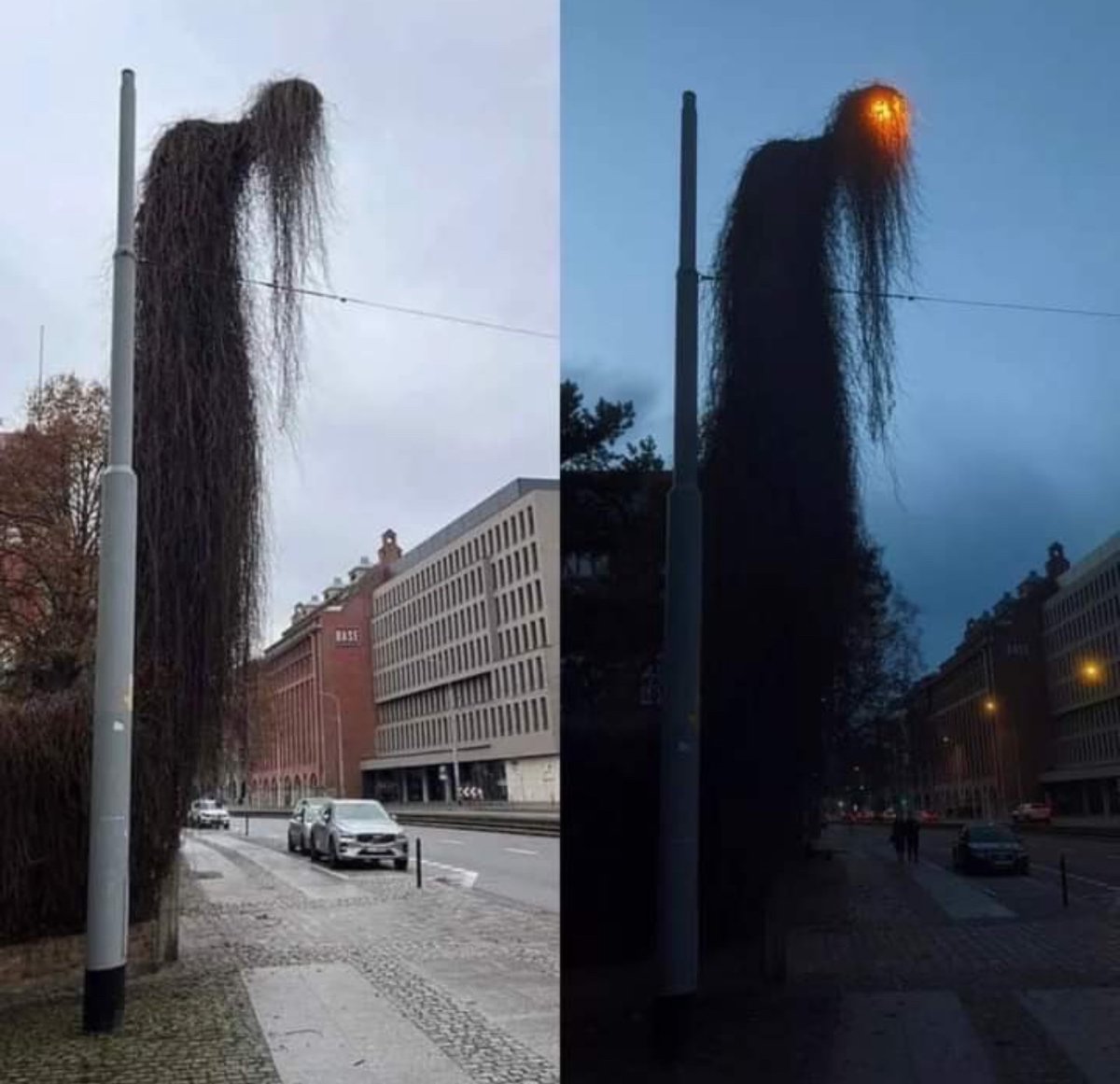 An overgrown light pole in Poland