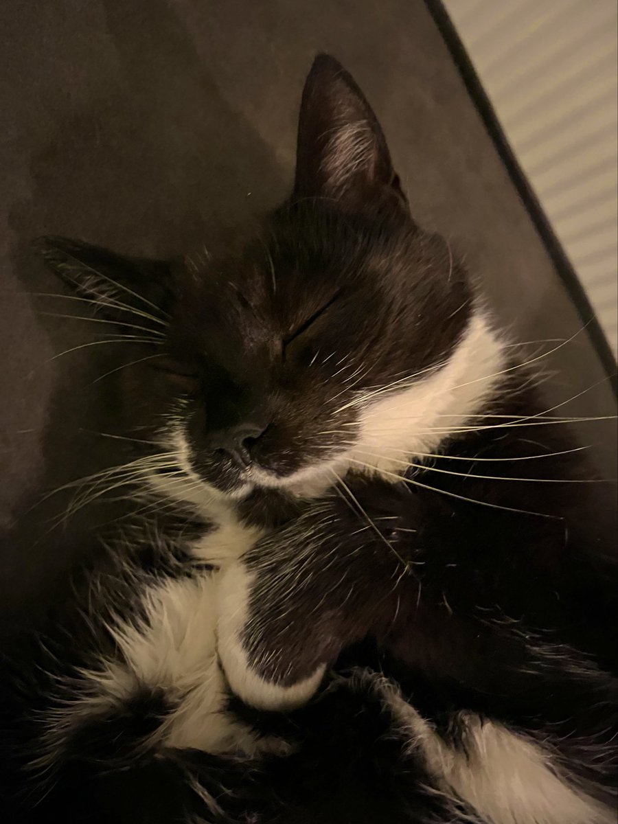 Op de bank mogen liggen OP het dekentje en dan er precies naast gaan liggen. zucht.. maak die snoet dan maar eens wakker 🥰