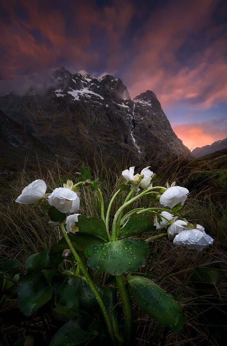 Isabella Tabacchi tweet media