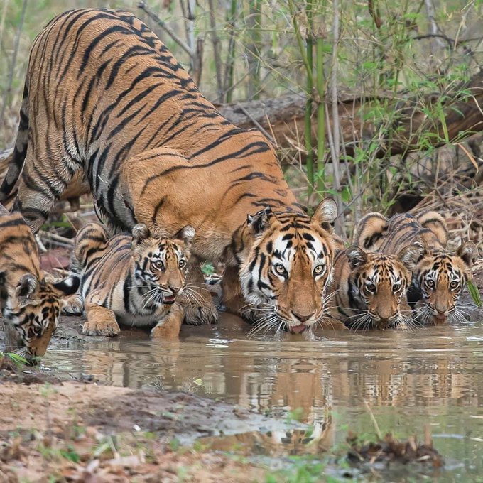 Tigers and her cubs drinking from a creek in the forests of India. 

[📷 Ricky Patel Photography]