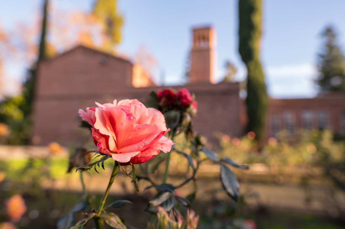 ChicoState's tweet image. Finding beauty in winter's stillness. ❄️ #CalmWinter #ThisIsChico