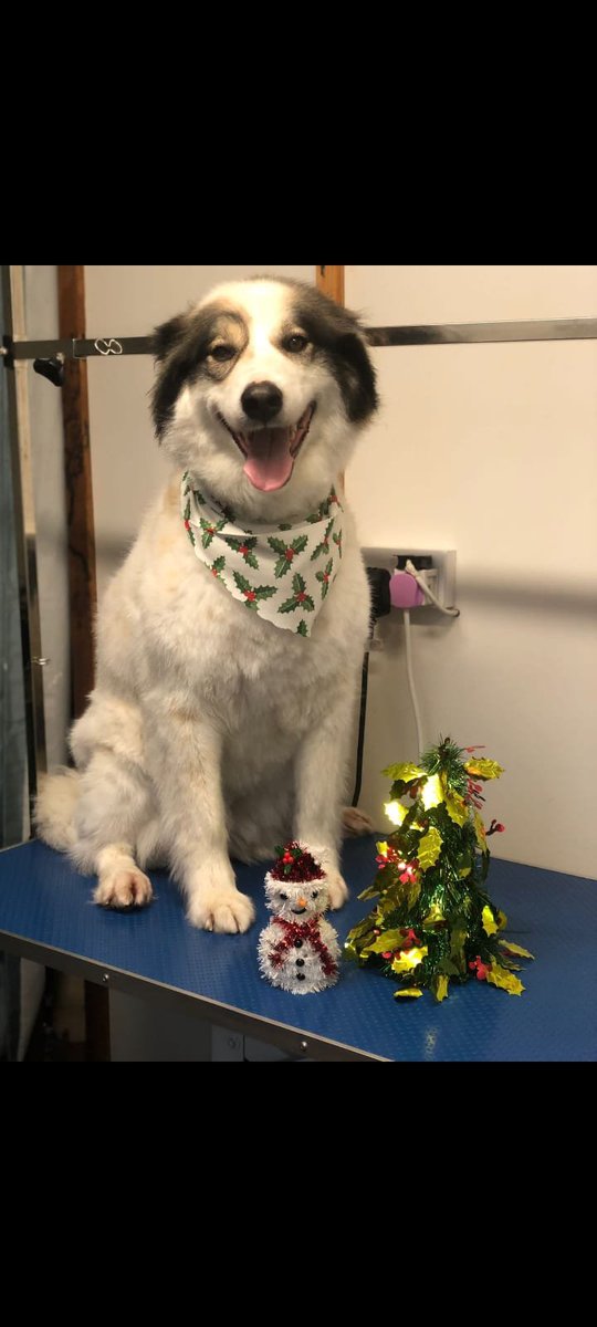 PublishingRia's tweet photo. Shameless selfie from myself at the @PublishingRia Xmas party last month. @dog_rates @dog_feelings @contextdogs @littleis https://t.co/i0PwFkdIy0