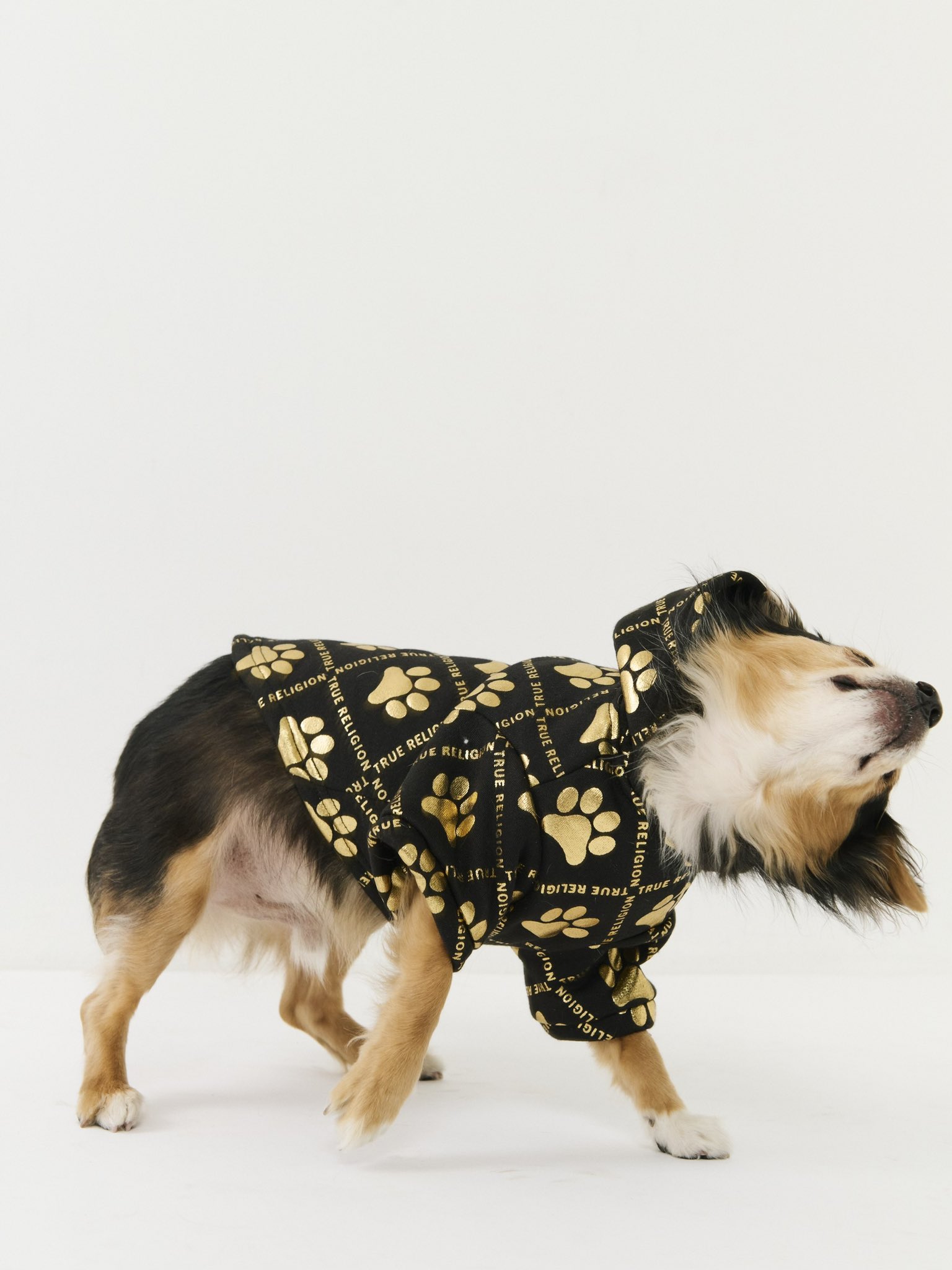 True religion cheap dog clothes