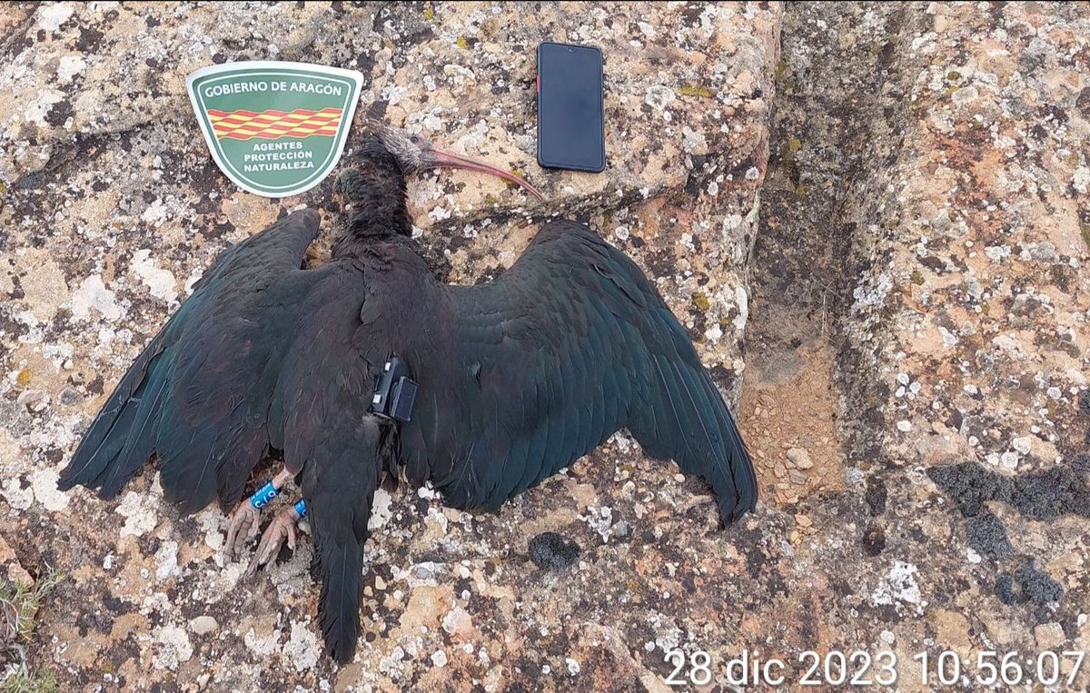 Knubbel, la ibis eremita que viajó desde Alemania a España y decidió pasar unos días alimentándose en Aragón, MURIÓ TIROTEADA ☹️

Especie en peligro de extinción. 
Un ejemplar con transmisor y con anillas. 

¡¿¡Con qué se puede confundir!?!

LA LACRA DE LOS PALETOS CON ESCOPETA🤬