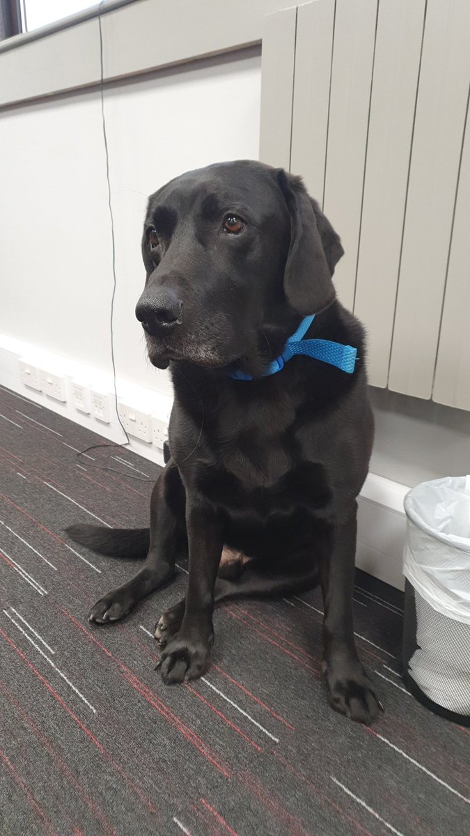 Another Toby Tuesday! 😍 Toby had a busy day checking in with both the Finance Team and People Team today. Luckily he had a few treats to keep him going!