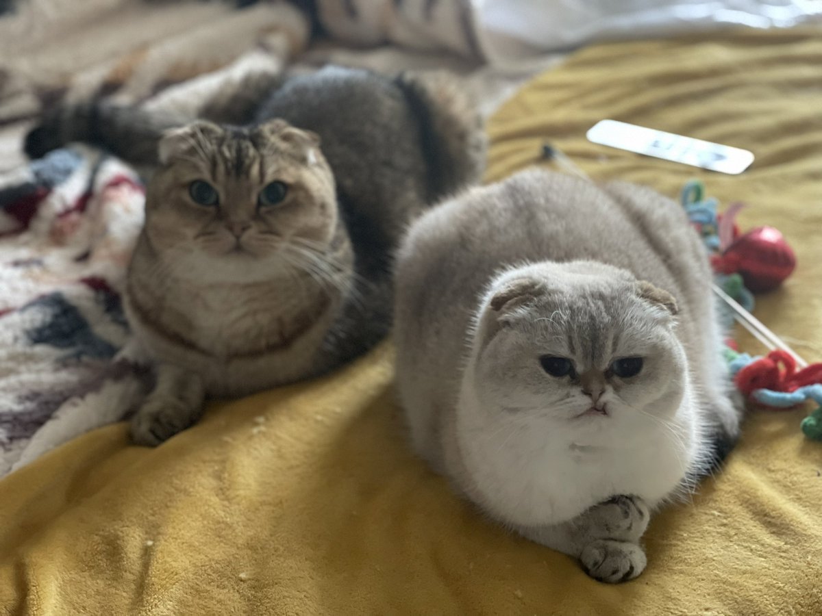 BOGO serotonin from this morning. Have a dose of Emery and snaggle too…er Luna. Emery and Luna