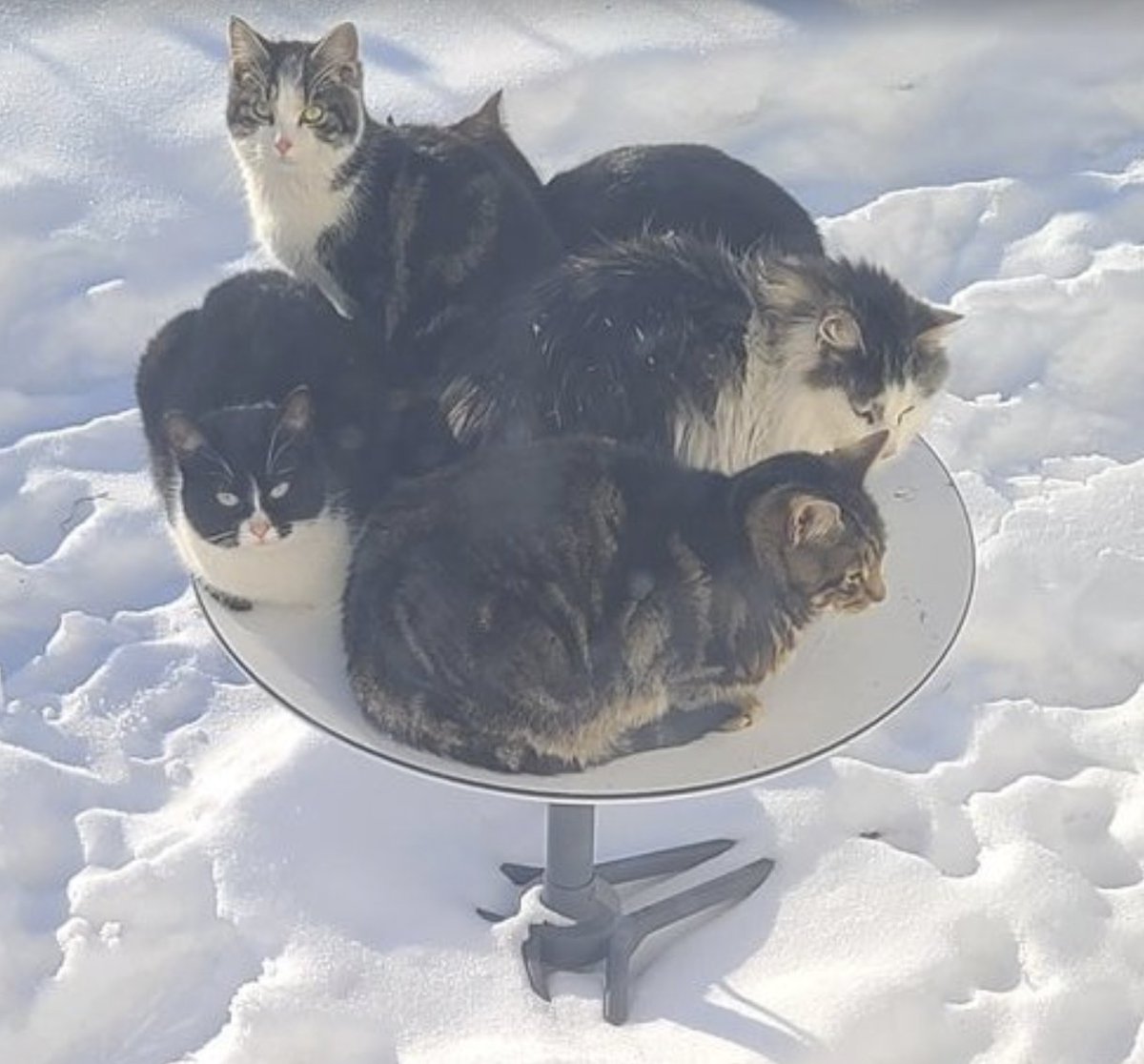 gregyoung's tweet photo. “Starlink works great until the cats find out that the dish gives off a little heat on cold days,” https://t.co/jEqOzLbltp