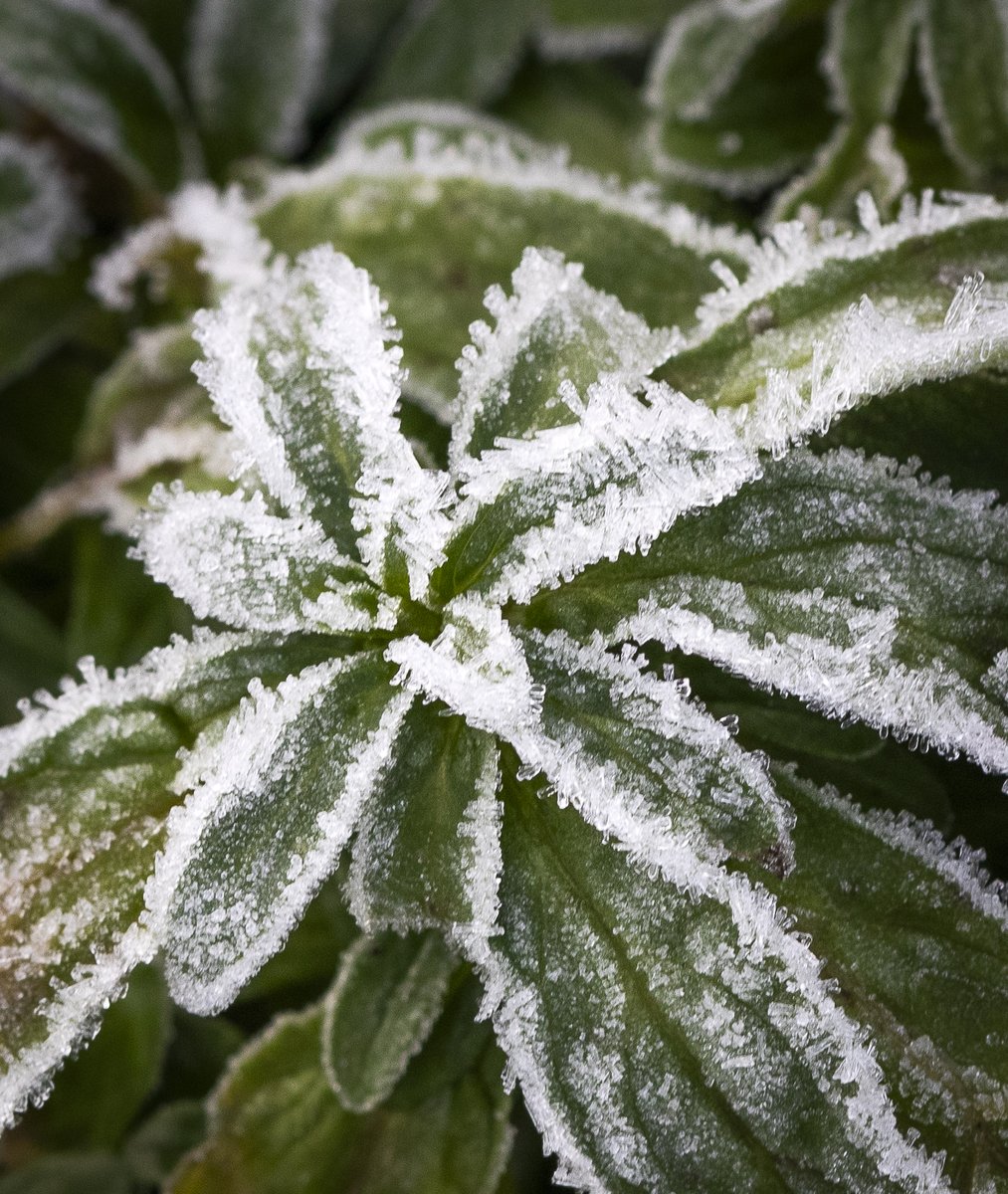 northcatwriter's tweet photo. Leaves @RHSBridgewater https://t.co/EfrJSughZ4