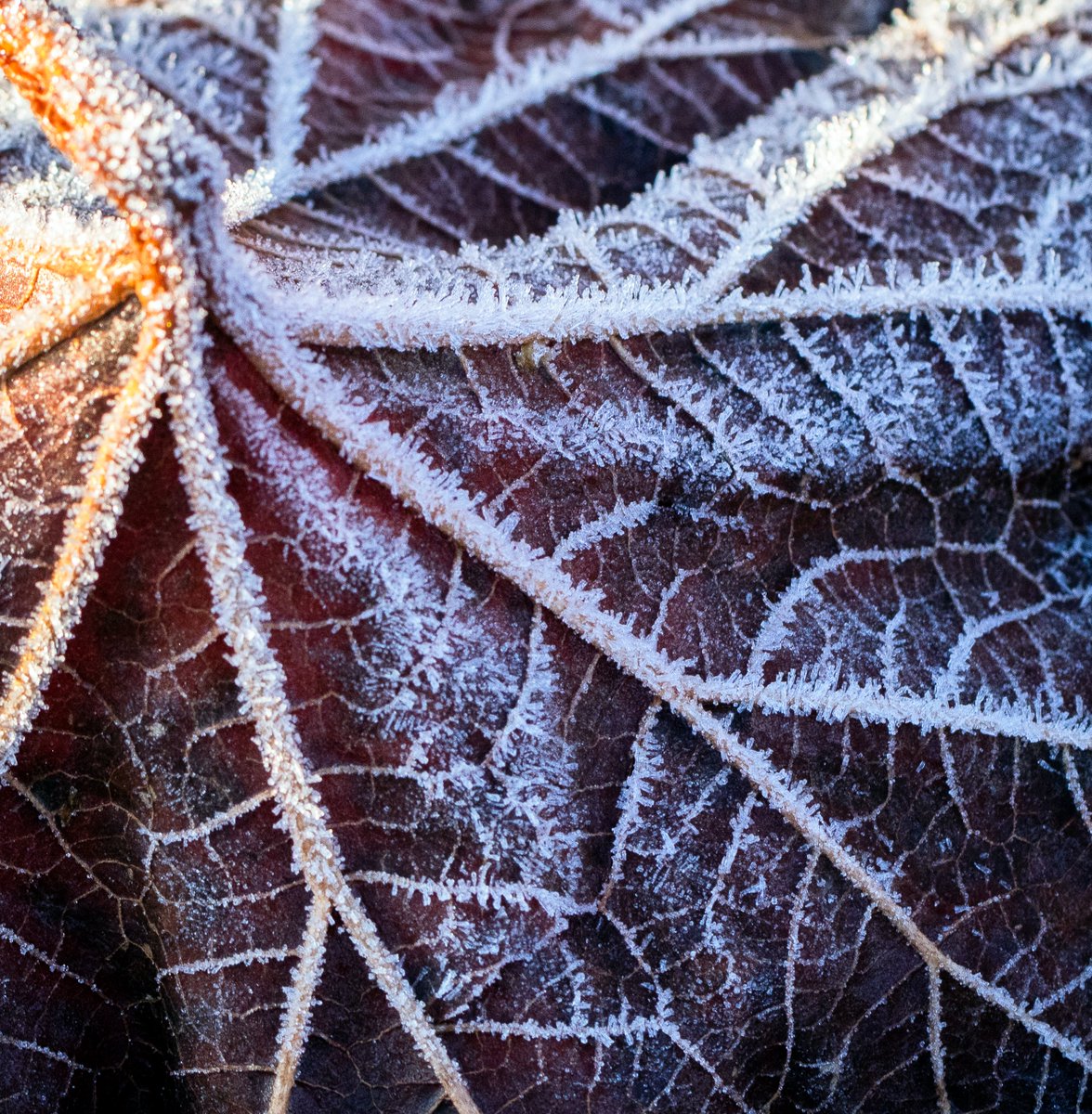 northcatwriter's tweet photo. Leaves @RHSBridgewater https://t.co/EfrJSughZ4