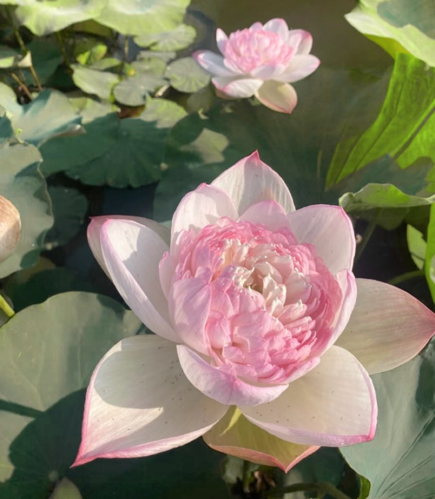 heartipink's tweet photo. for the flower people https://t.co/7csJcklXUx