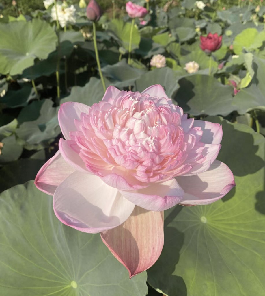 for the flower people
