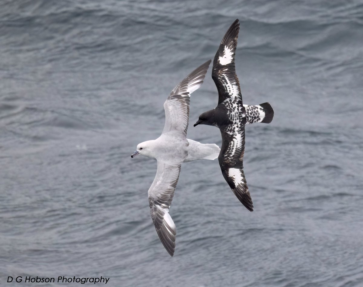 Southern Fulmar and Cape Petrel south of the Atlantic convergence.