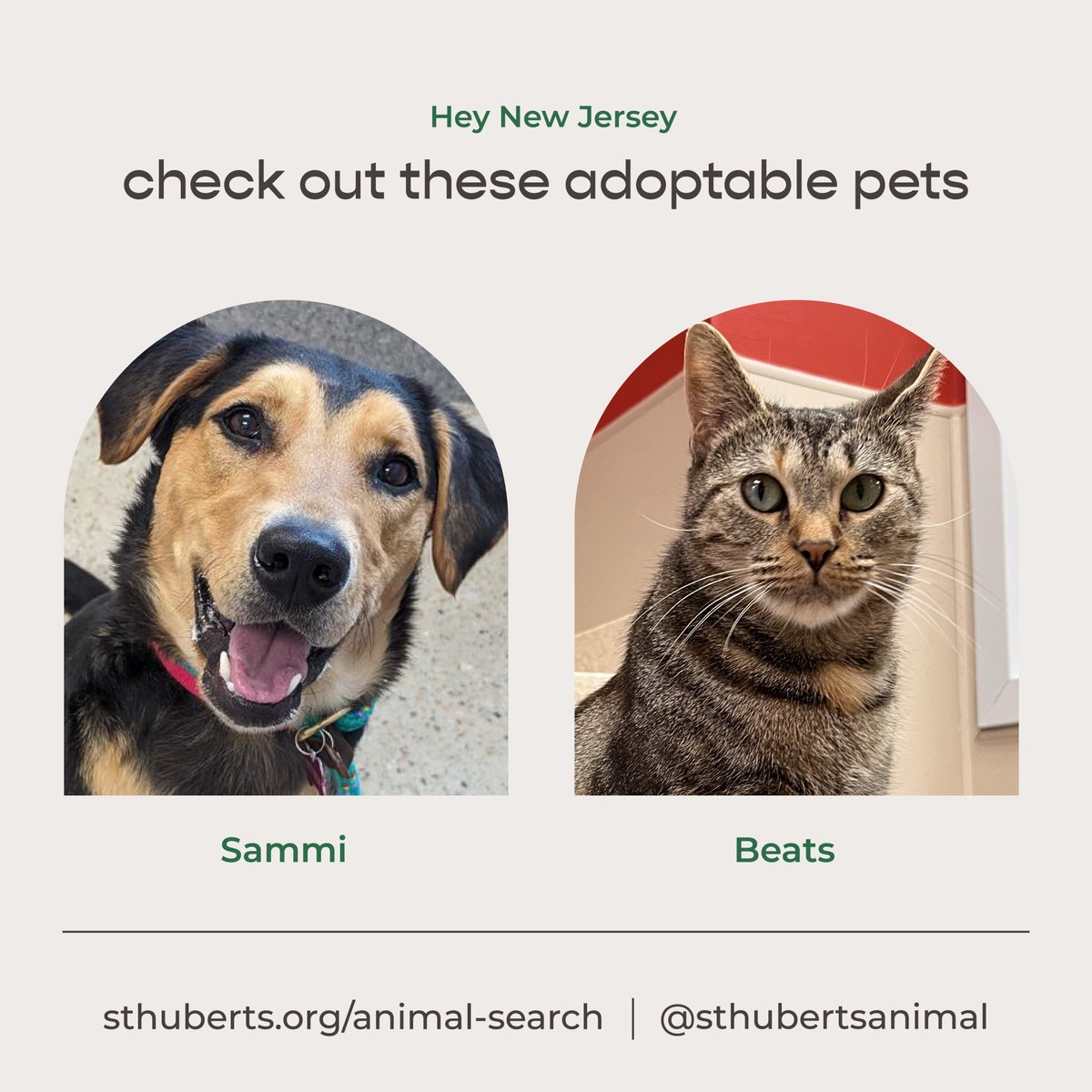 Freshpet's tweet image. Introducing our January Pets of the Month! 🐾 

Our two partner shelters, @sthubertsanimal and @PSPCA, want you to meet a few furry friends who are looking for a family as special as they are. 💚#AdoptablePets