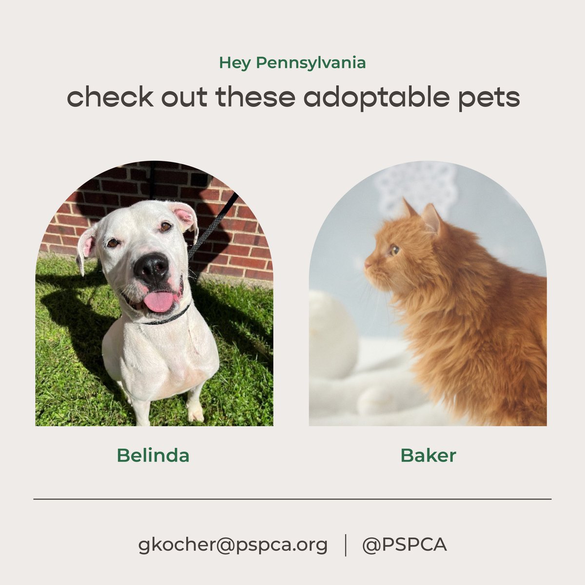 Freshpet's tweet image. Introducing our January Pets of the Month! 🐾 

Our two partner shelters, @sthubertsanimal and @PSPCA, want you to meet a few furry friends who are looking for a family as special as they are. 💚#AdoptablePets